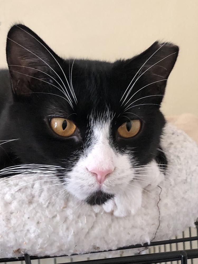 Enlarge SuzyQ, a Adoptable mixed breed in Oradell, NJ image 1/6