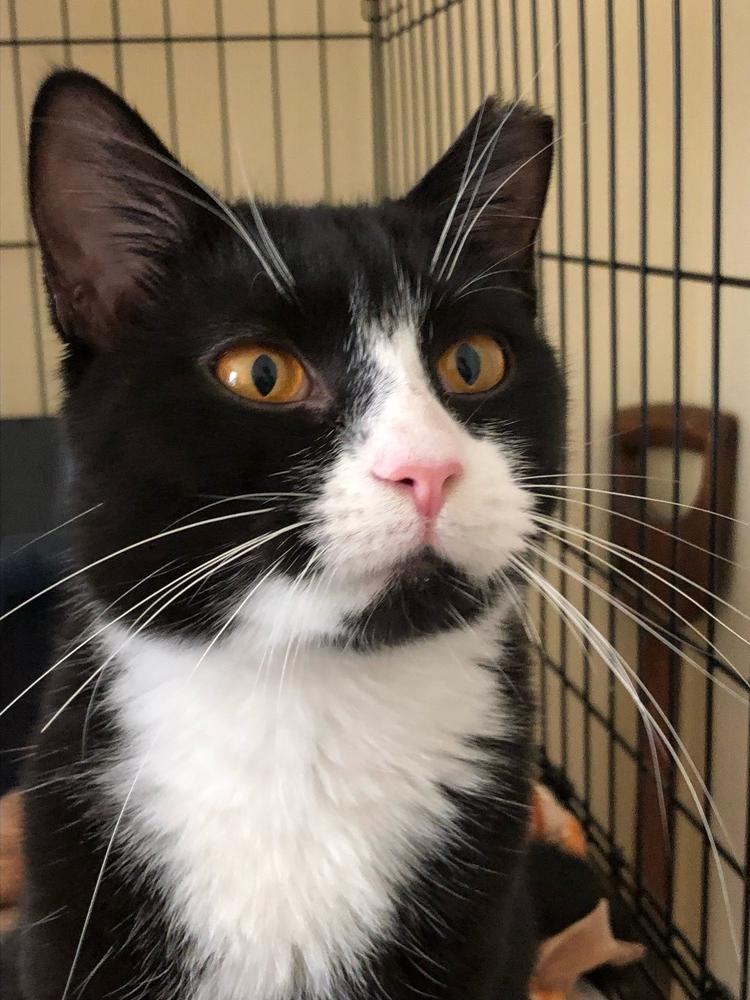 SuzyQ, a Adoptable mixed breed in Oradell, NJ image 1/2