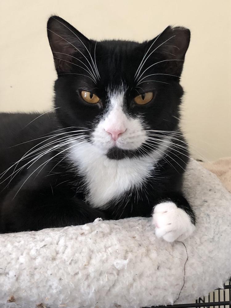 Enlarge SuzyQ, a Adoptable mixed breed in Oradell, NJ image 3/6