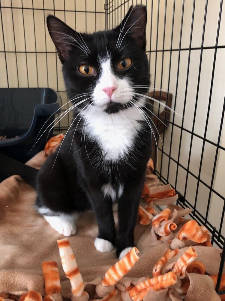 Enlarge SuzyQ, a Adoptable mixed breed in Oradell, NJ image 5/6