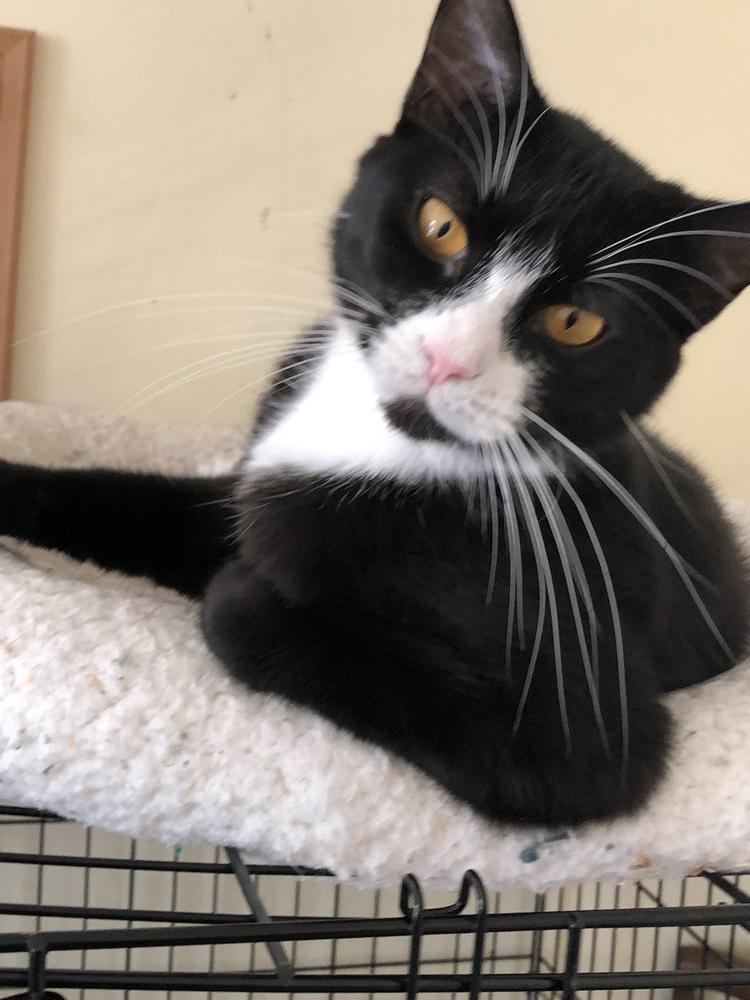 SuzyQ, a Adoptable mixed breed in Oradell, NJ image 3/6