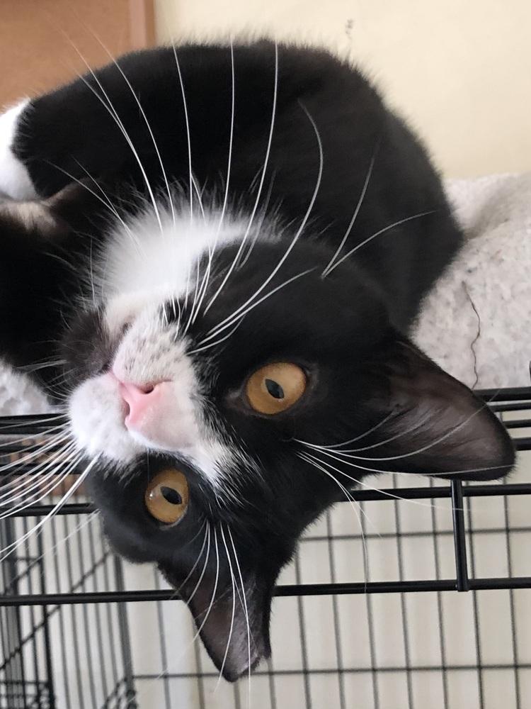 SuzyQ, a Adoptable mixed breed in Oradell, NJ image 6/6