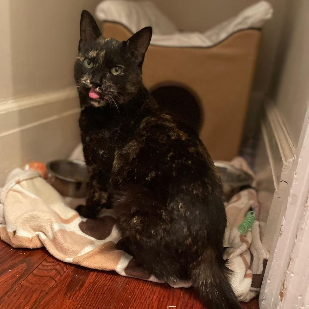 Enlarge Tori, a Adoptable Domestic Short Hair in Puslinch, ON image 1/5