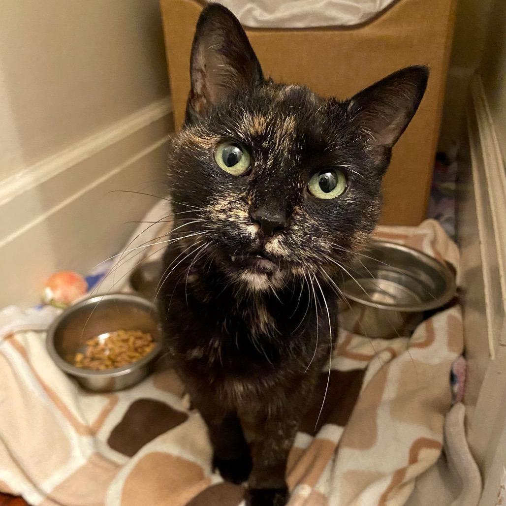 Enlarge Tori, a Adoptable Domestic Short Hair in Puslinch, ON image 2/5