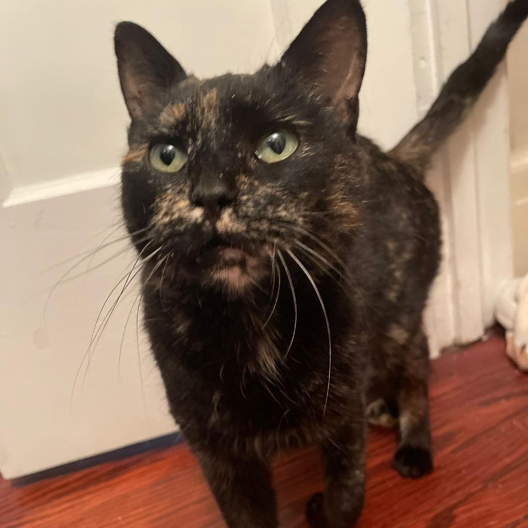 Enlarge Tori, a Adoptable Domestic Short Hair in Puslinch, ON image 3/5