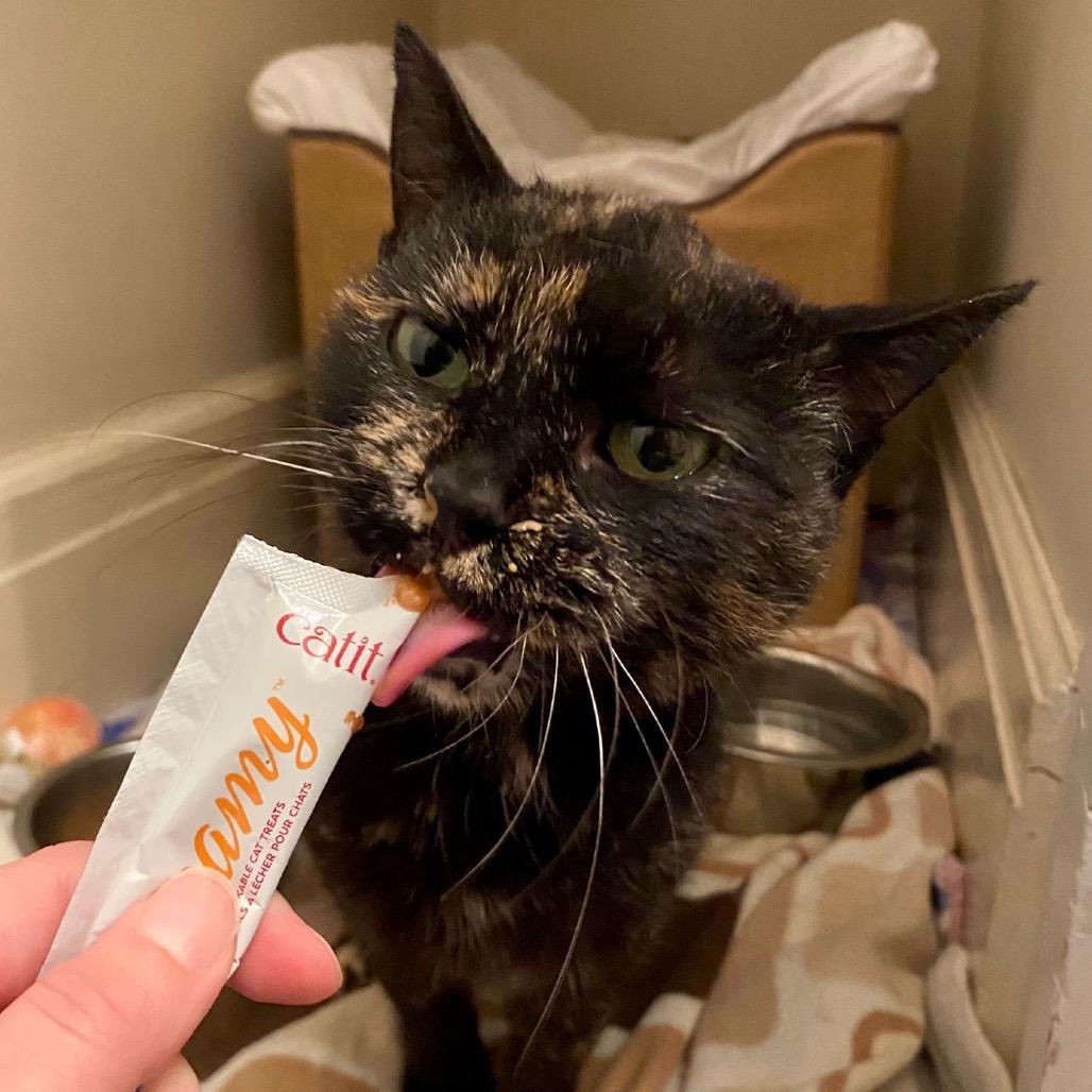 Enlarge Tori, a Adoptable Domestic Short Hair in Puslinch, ON image 4/5