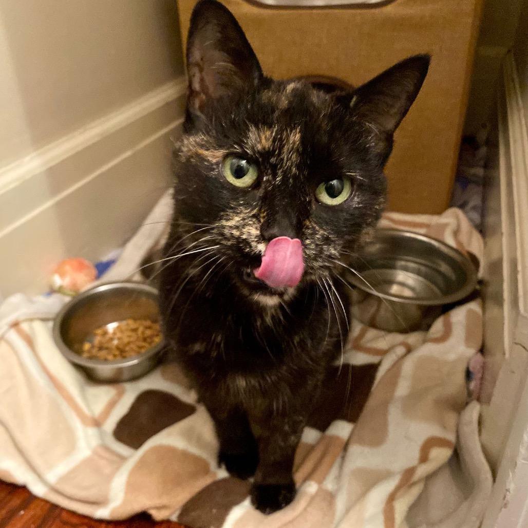 Enlarge Tori, a Adoptable Domestic Short Hair in Puslinch, ON image 5/5