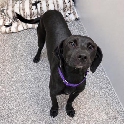 Darla, adopted, Adult Female Retriever & Mixed Breed.