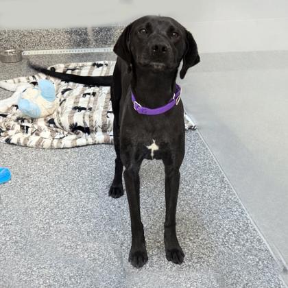 Enlarge Darla, an adopted mixed breed in Voorhees, NJ image 2/3