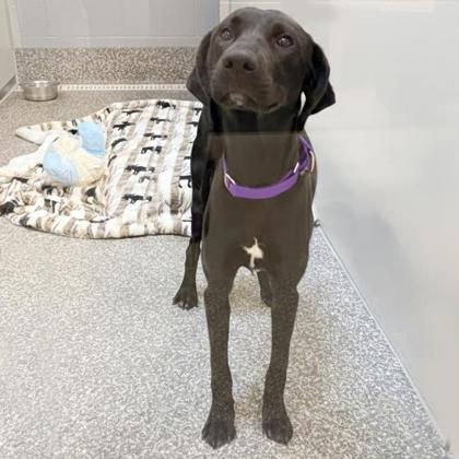 Enlarge Darla, an adopted mixed breed in Voorhees, NJ image 3/3