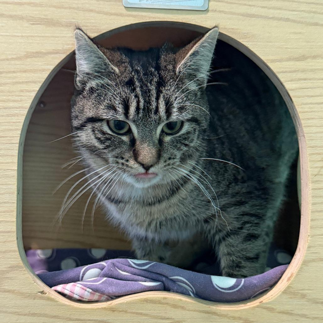 Mercedes, Adoptable, Young Female Domestic Short Hair.
