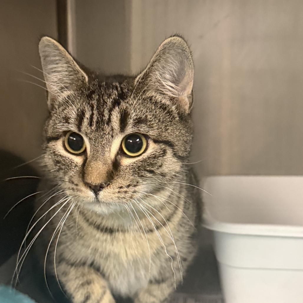 Enlarge Mercedes, a Adoptable Domestic Short Hair in Marion, VA image 2/6