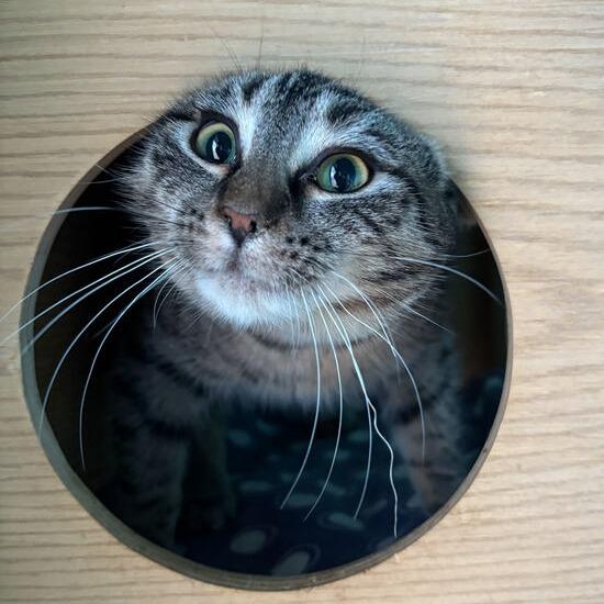 Enlarge Mercedes, a Adoptable Domestic Short Hair in Marion, VA image 4/6