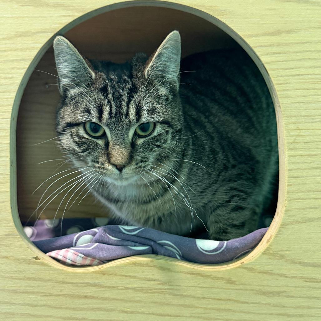 Enlarge Mercedes, a Adoptable Domestic Short Hair in Marion, VA image 5/6