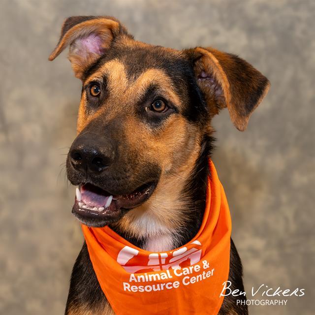 SCOUT, Adoptable, Young Male German Shepherd Dog & Mixed Breed.