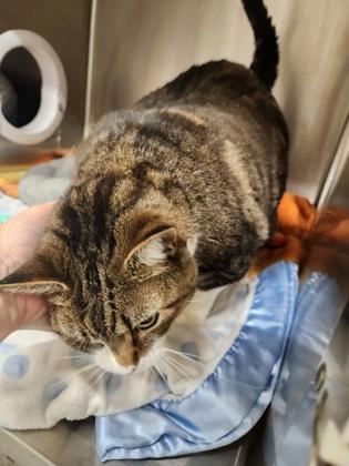 Sprinkles, Adoptable, Adult Female Domestic Short Hair & Domestic Short Hair.