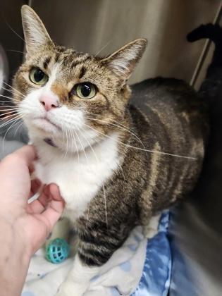 Enlarge Sprinkles, a Adoptable mixed breed in Shawano, WI image 2/3