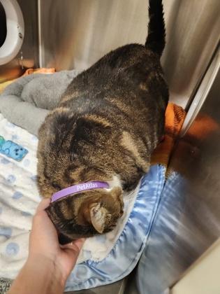 Enlarge Sprinkles, a Adoptable mixed breed in Shawano, WI image 3/3