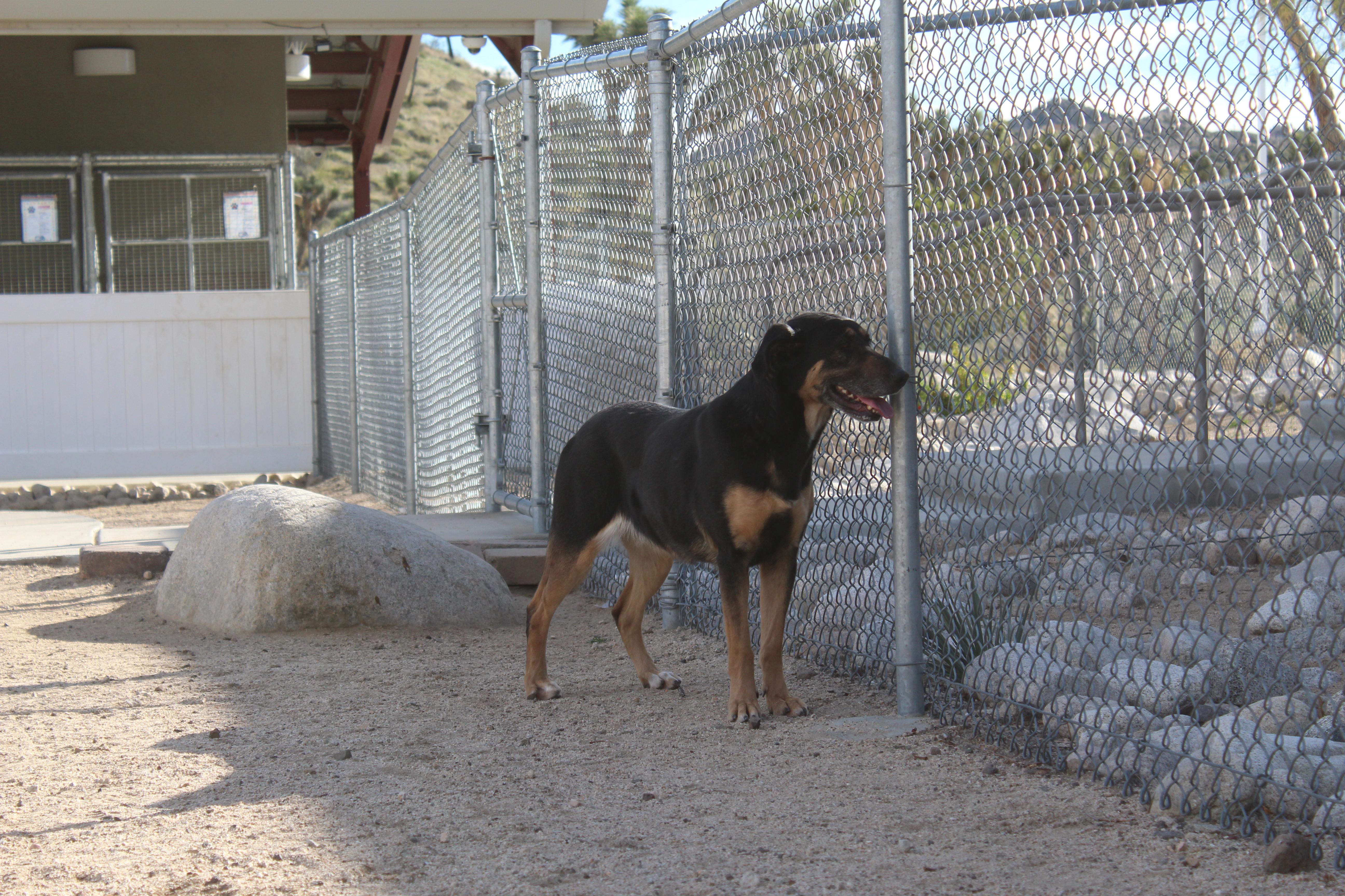 Lola, a Adoptable mixed breed in Yucca Valley, CA image 3/5