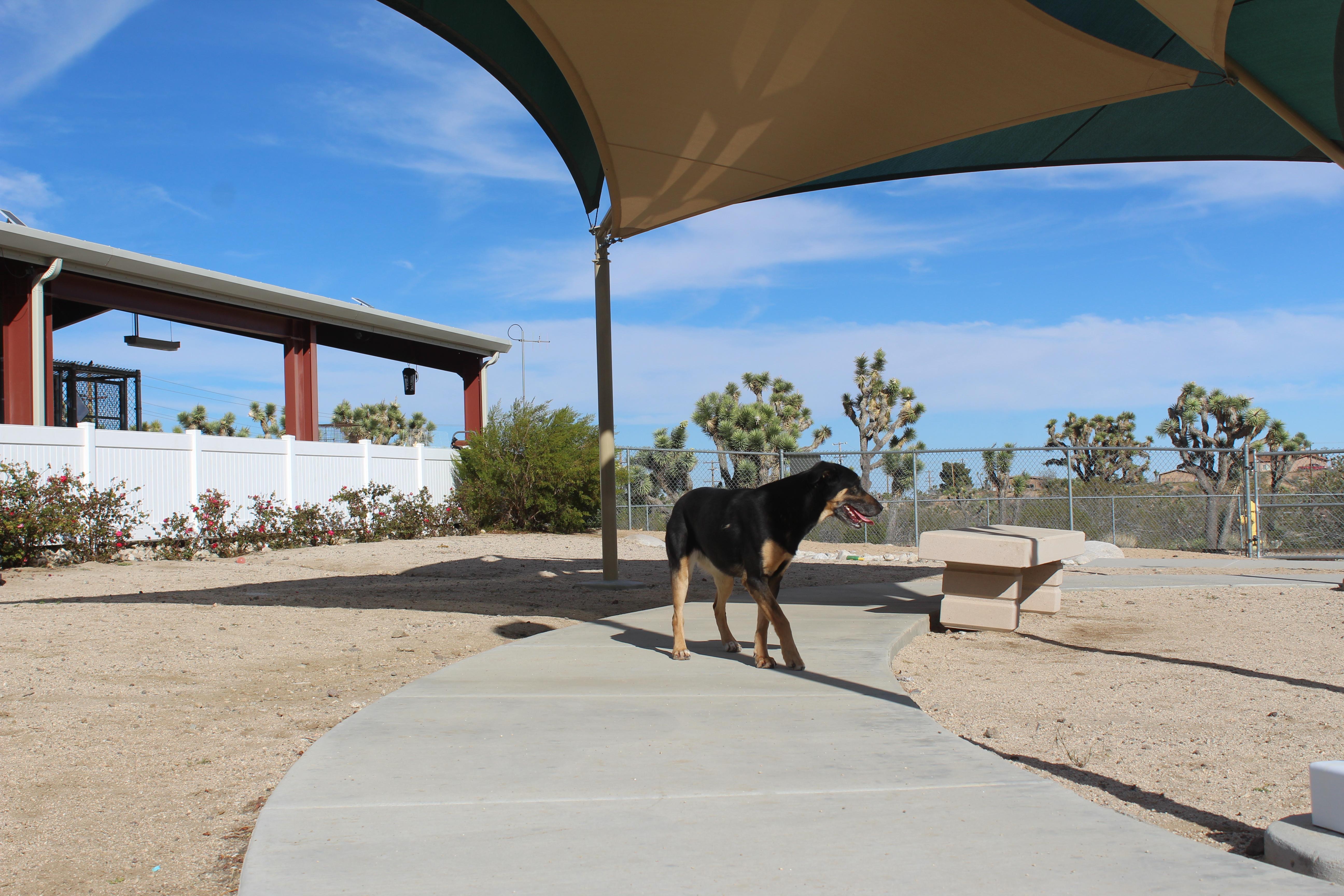Lola, a Adoptable mixed breed in Yucca Valley, CA image 5/5