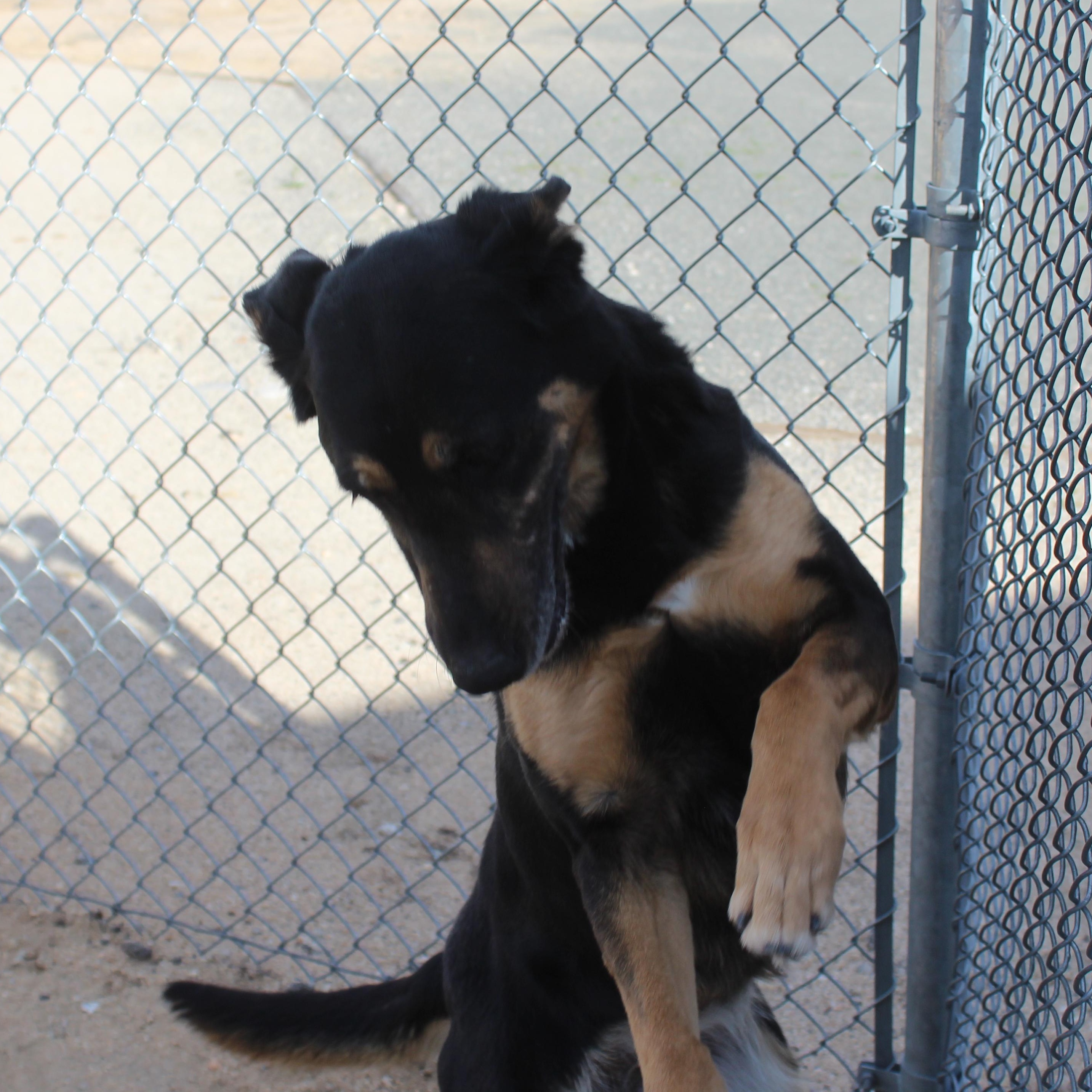 Lola, a Adoptable mixed breed in Yucca Valley, CA image 2/5