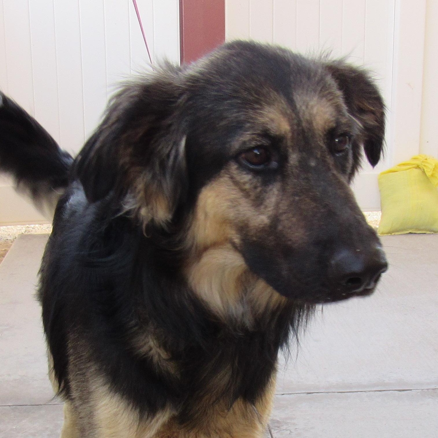 Enlarge Lola, a Adoptable mixed breed in Yucca Valley, CA image 2/2