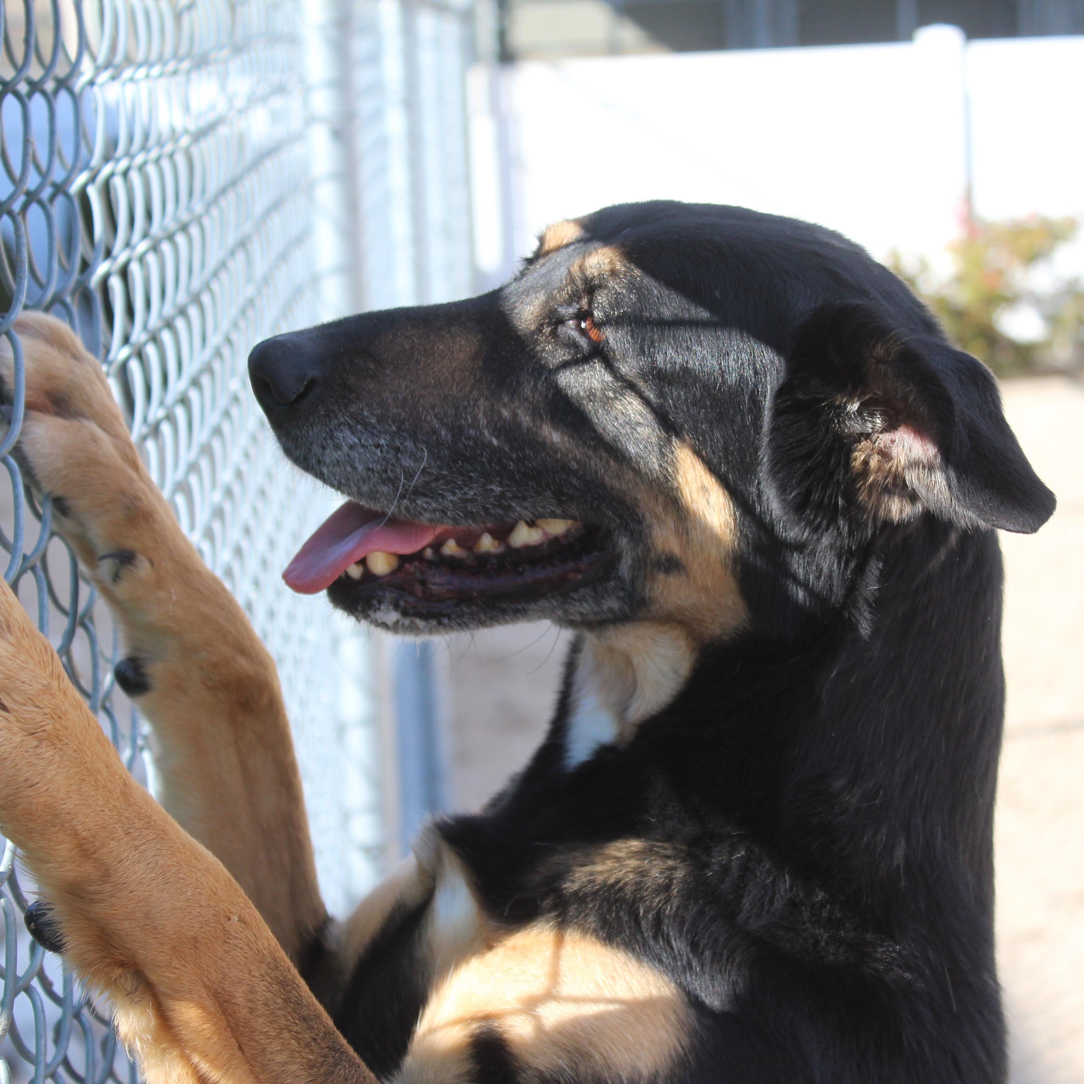 Lola, Adoptable, Adult Female German Shepherd Dog.