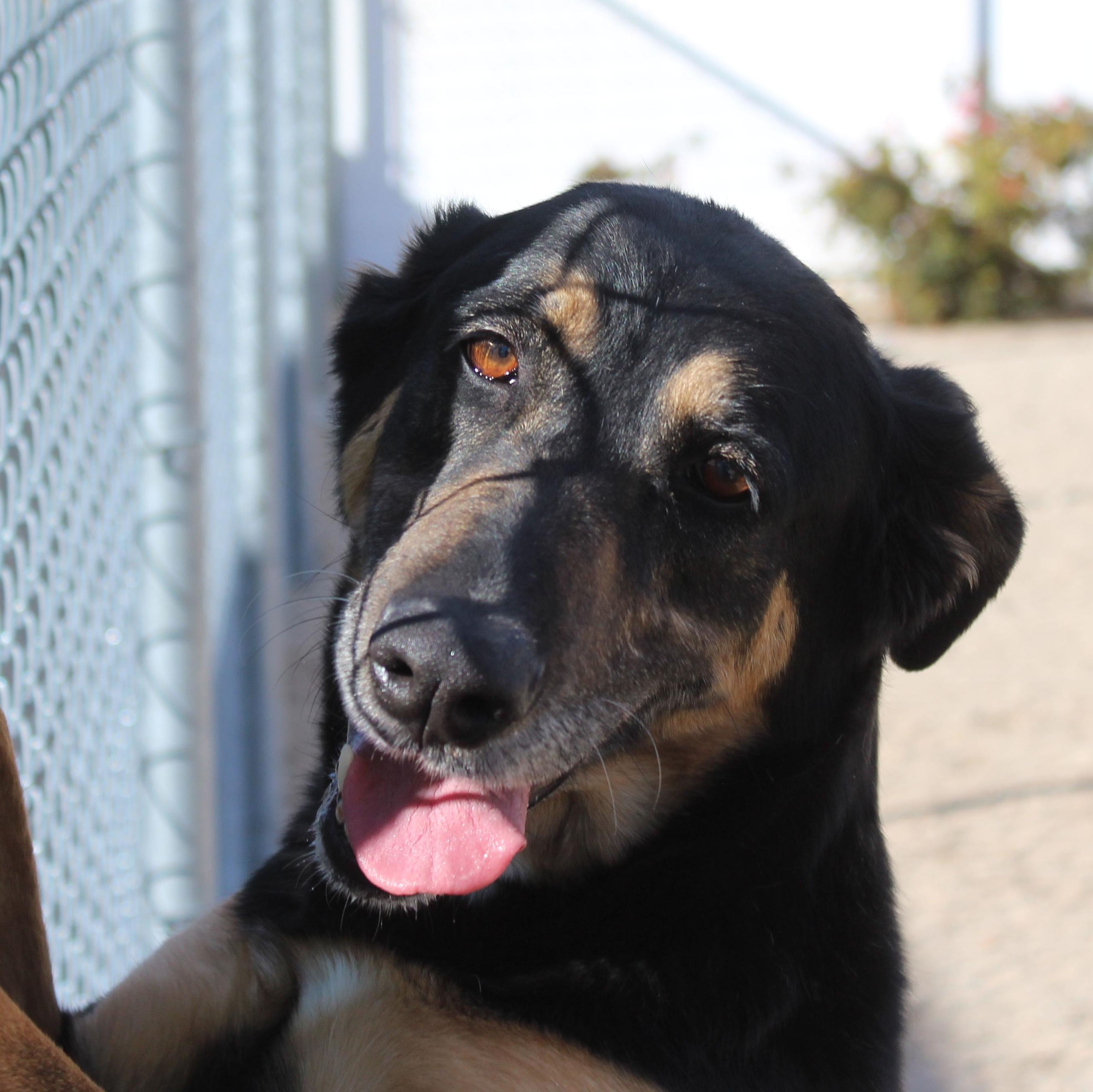 Lola, a Adoptable mixed breed in Yucca Valley, CA image 4/5