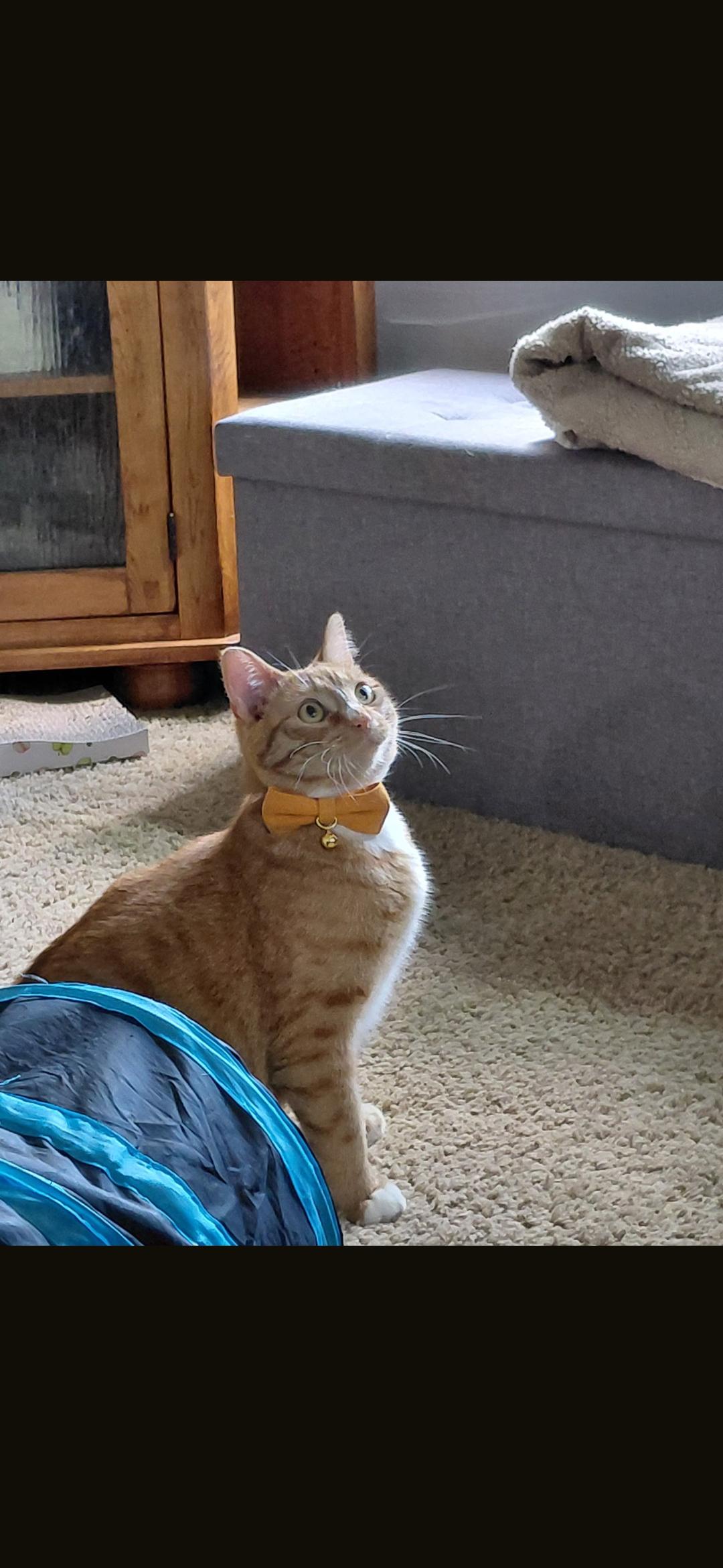 Paul, Adoptable, Adult Male Domestic Short Hair.