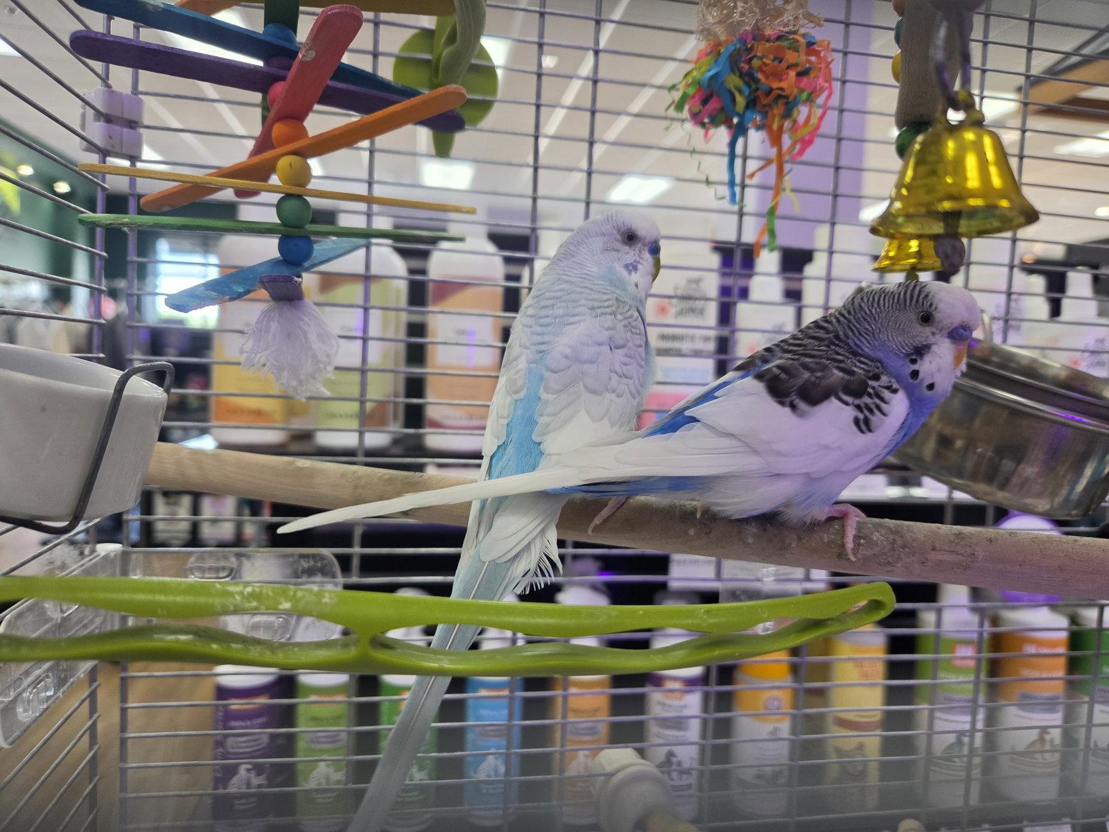 Enlarge Maverick and Malibu, a Adoptable Parakeet (Other) in hinckley, IL image 1/2