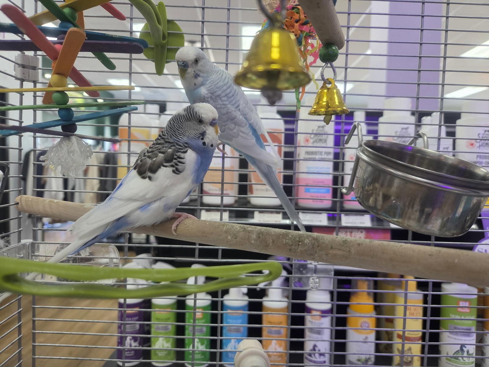 Enlarge Maverick and Malibu, a Adoptable Parakeet (Other) in hinckley, IL image 2/2