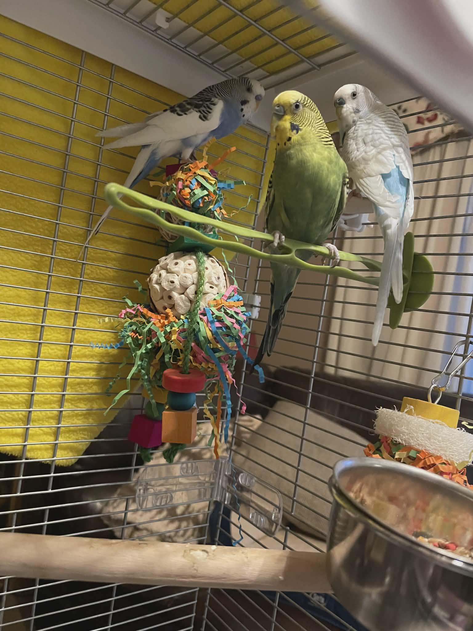 Enlarge Maverick, Nova, and Malibu, a Adoptable Parakeet (Other) in hinckley, IL image 1/1