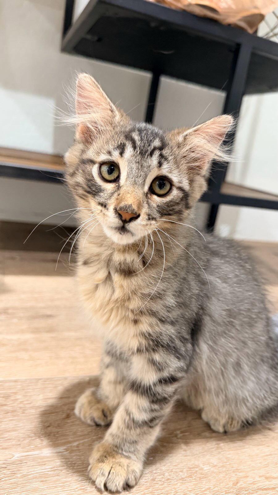 Fozzy Bear, Adopted, Young Male Domestic Medium Hair.