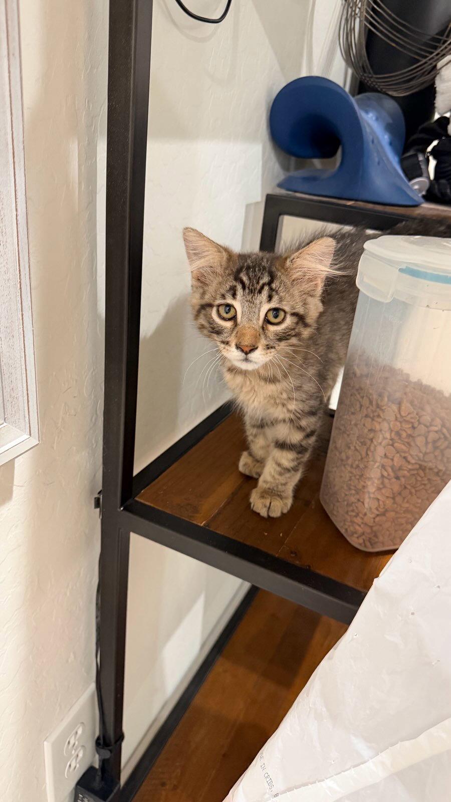 Enlarge Fozzy Bear, a Adopted Domestic Medium Hair in Scottsdale, AZ image 3/3