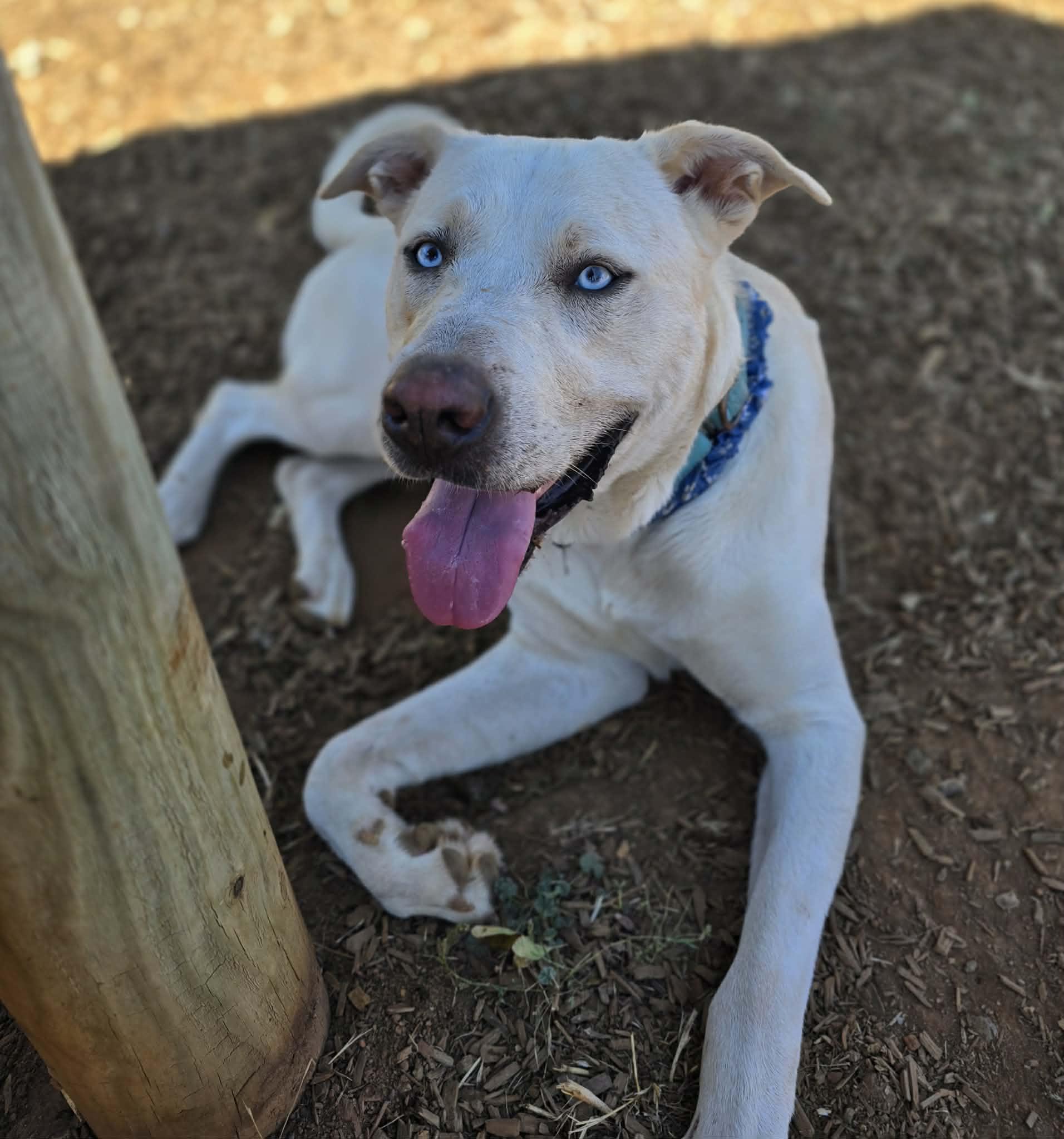 Enlarge Snoopy, a Adoptable mixed breed in Grants Pass, OR image 2/5