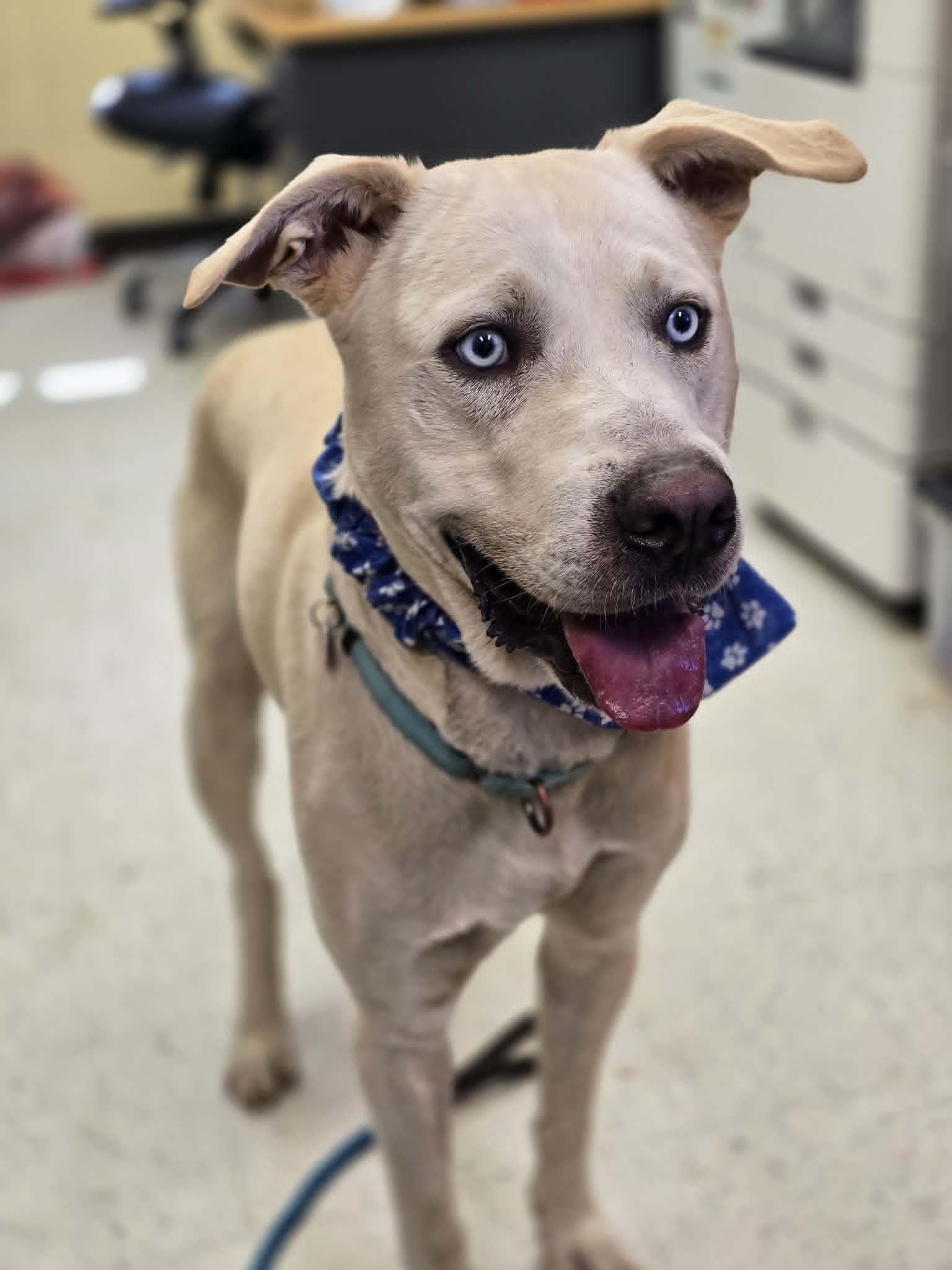 Enlarge Snoopy, a ADOPTABLE mixed breed in Grants Pass, OR image 2/2