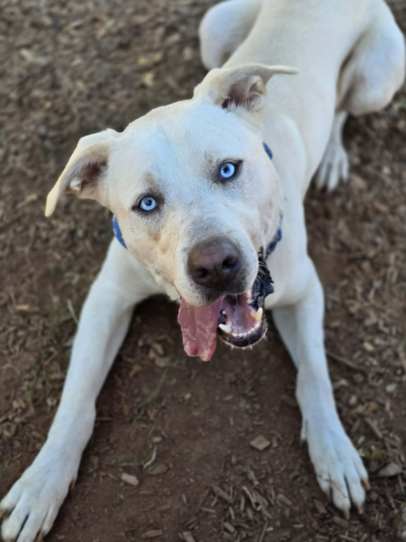 Enlarge Snoopy, a Adoptable mixed breed in Grants Pass, OR image 1/5