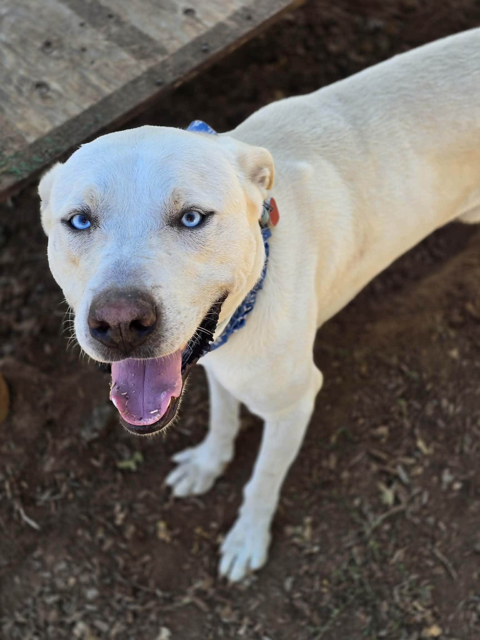 Enlarge Snoopy, a Adoptable mixed breed in Grants Pass, OR image 4/5
