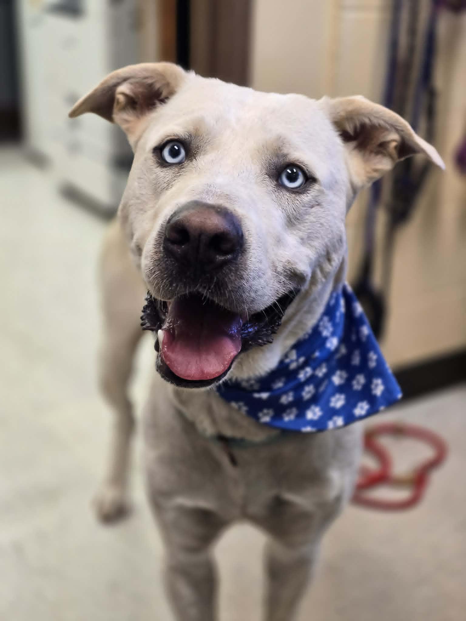 Enlarge Snoopy, a ADOPTABLE mixed breed in Grants Pass, OR image 1/2