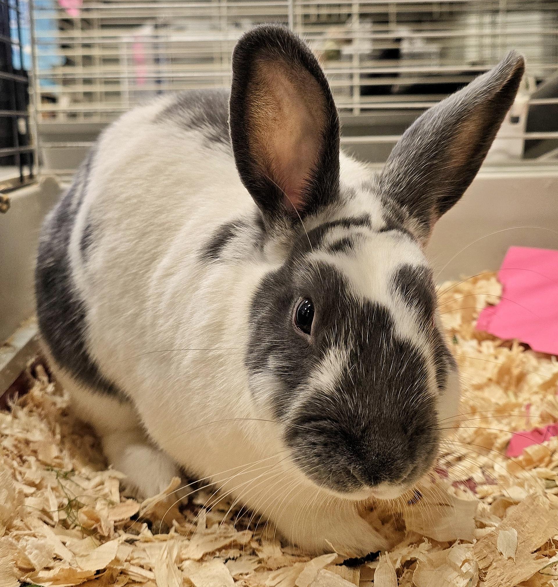 Enlarge -111 Koko, an adoptable American in Amityville, NY image 1/6
