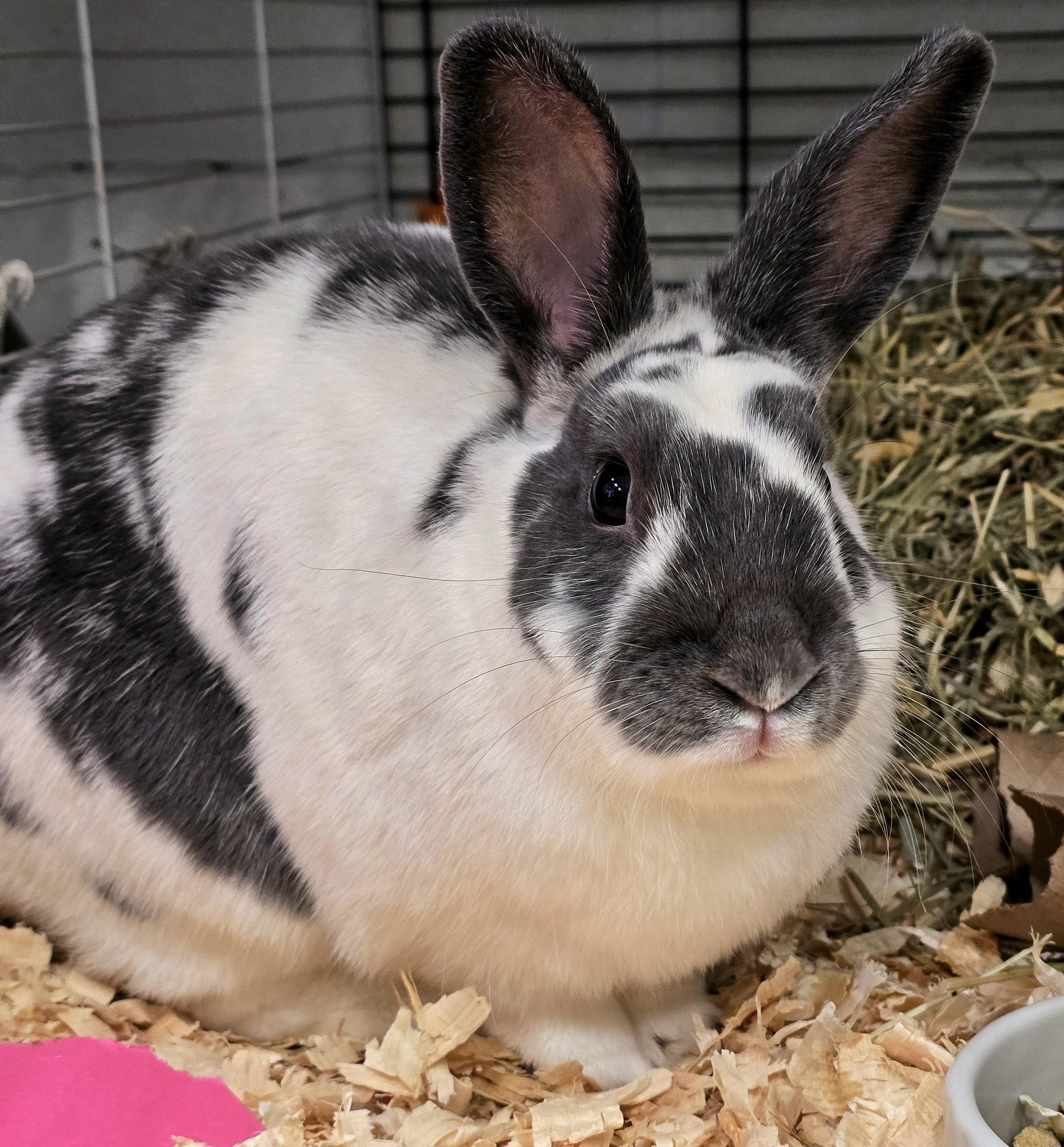 Enlarge -111 Koko, an adoptable American in Amityville, NY image 2/6
