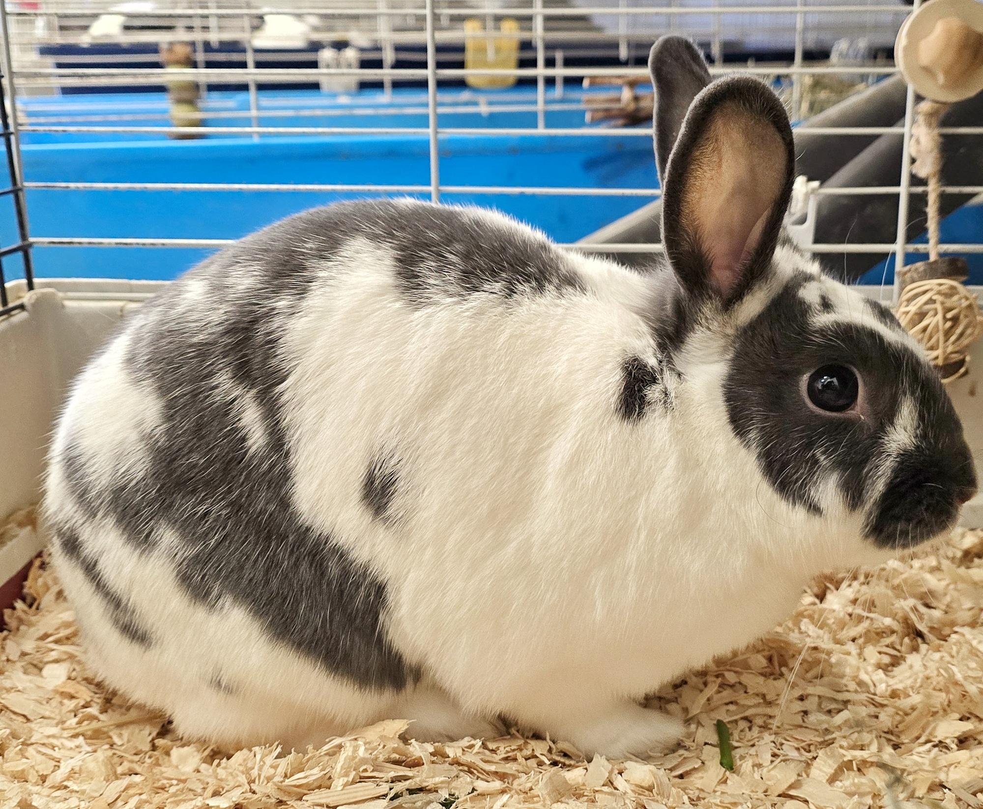Enlarge -111 Koko, an adoptable American in Amityville, NY image 5/6