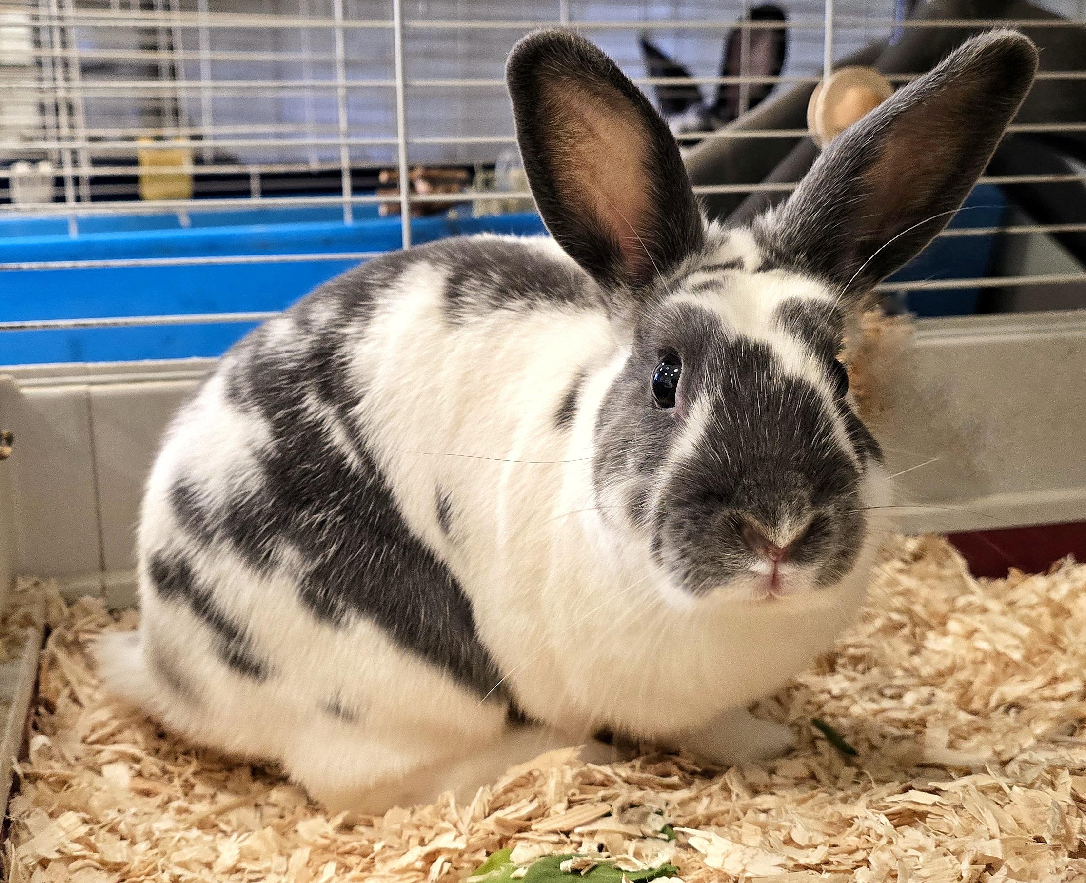 Enlarge -111 Koko, an adoptable American in Amityville, NY image 3/6