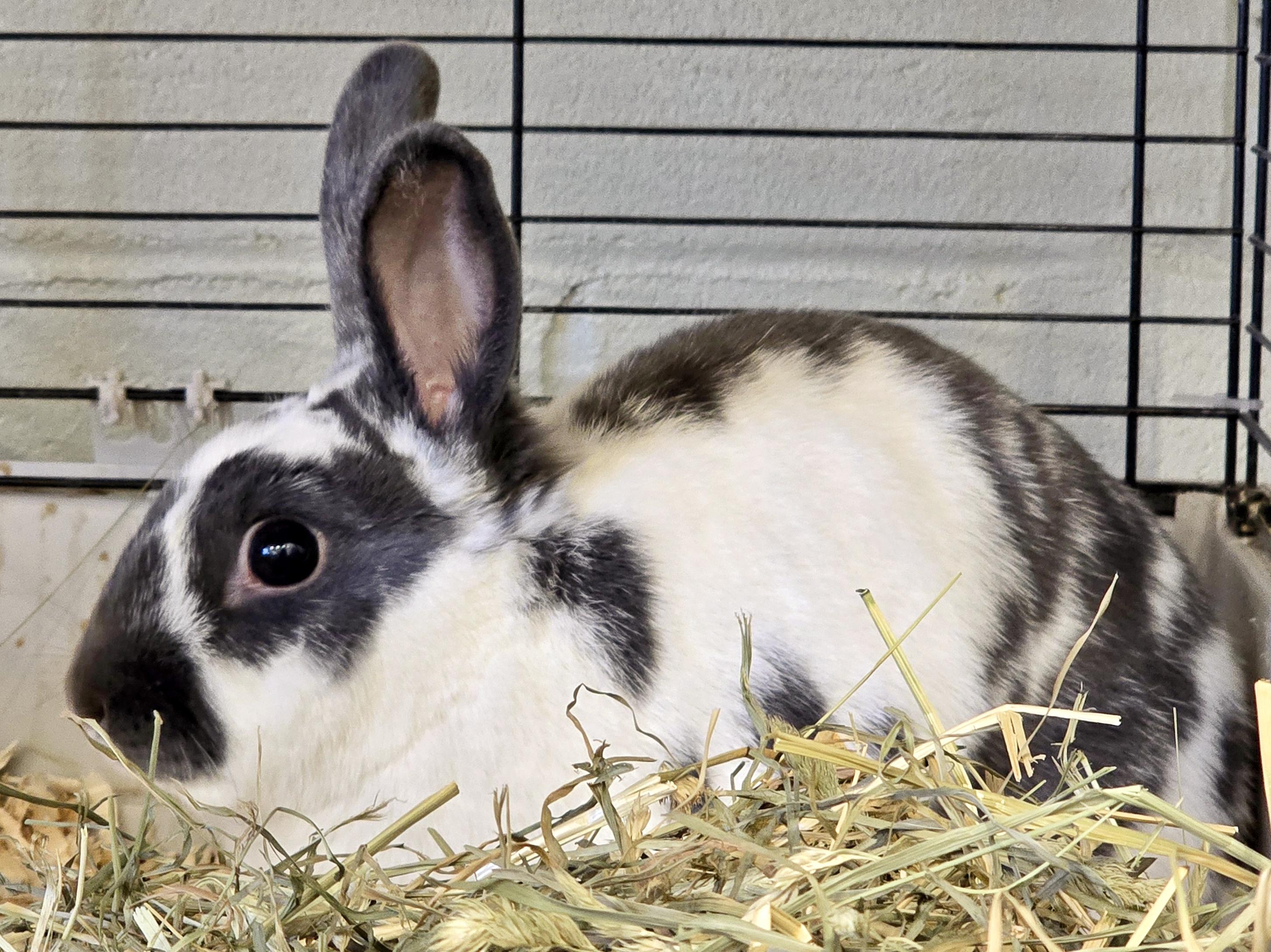 Enlarge -111 Koko, an adoptable American in Amityville, NY image 6/6