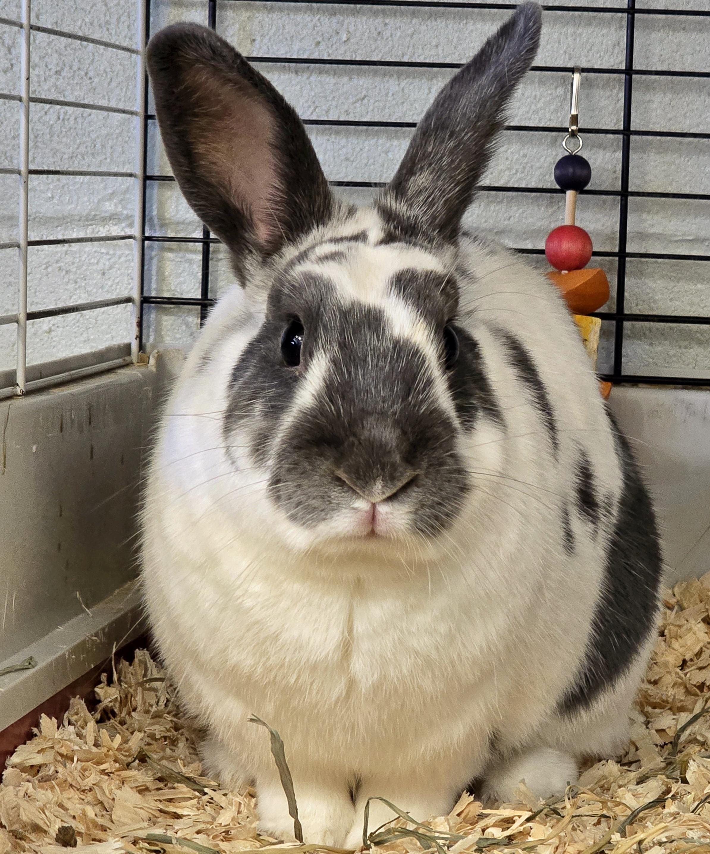 Enlarge -111 Koko, an adoptable American in Amityville, NY image 4/6