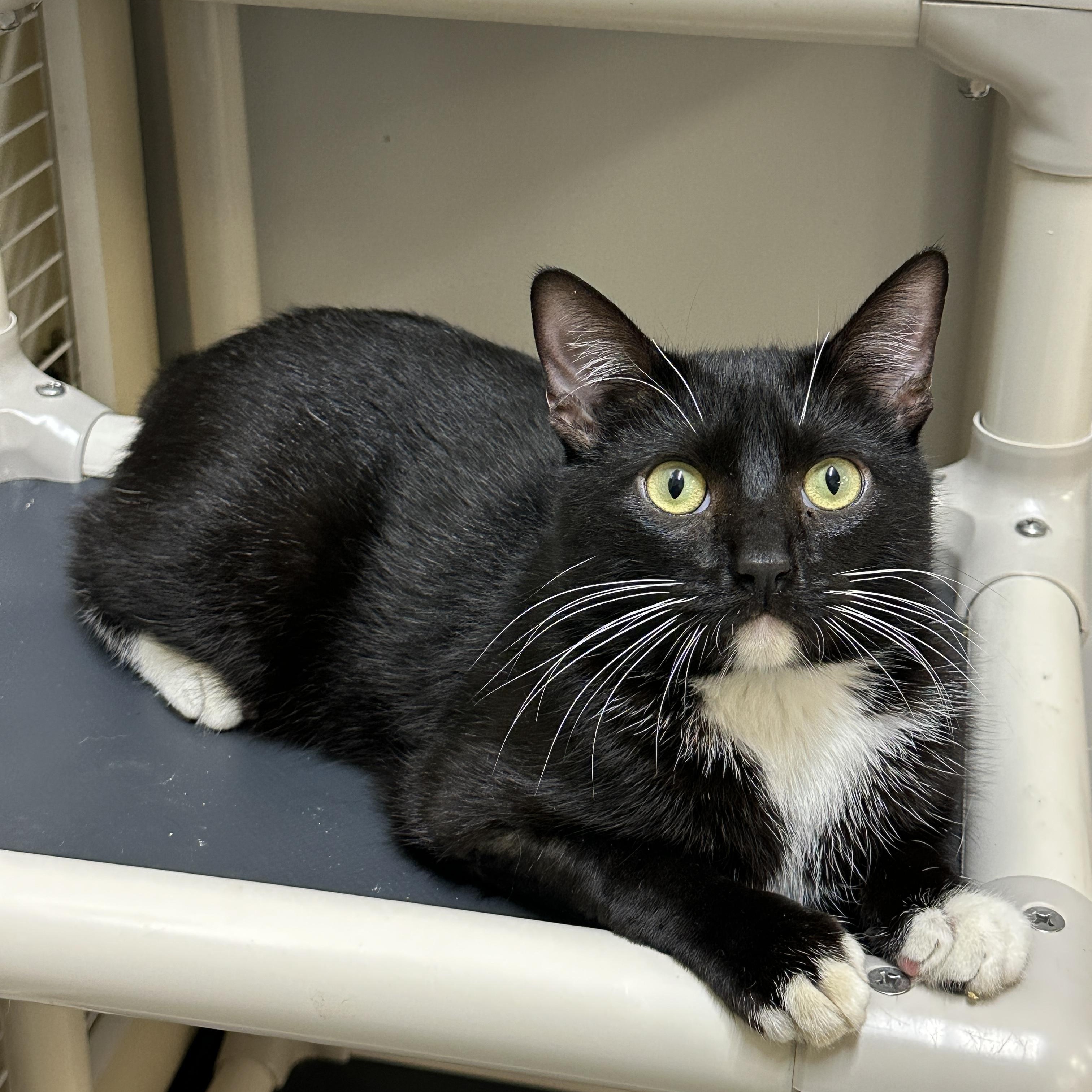 Axi, adopted, Adult Male Domestic Short Hair.