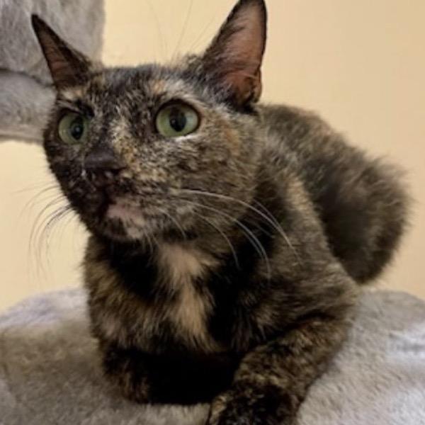Canyon, Adoptable, Adult Female Domestic Short Hair.