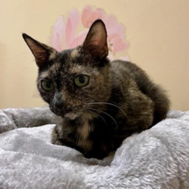 Enlarge Canyon, a Adoptable Domestic Short Hair in Woodstock, GA image 2/2