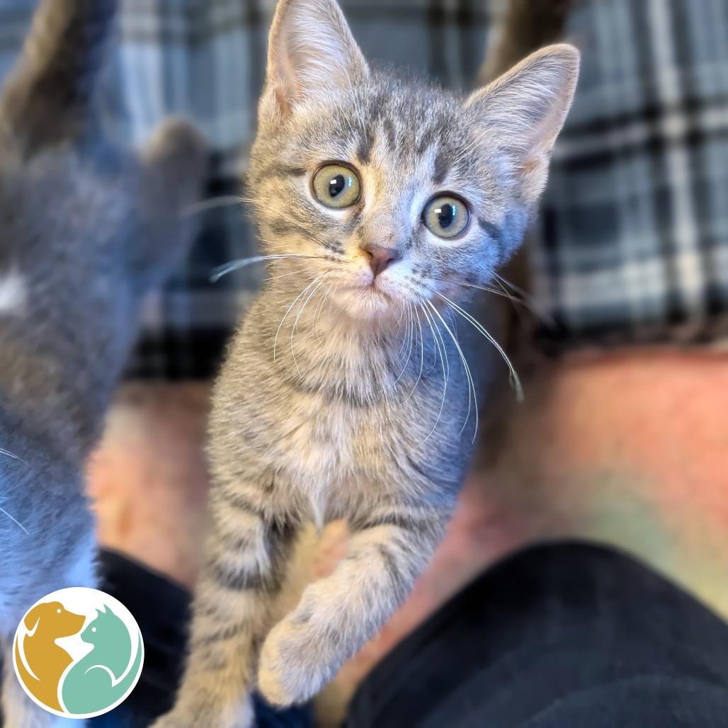 Wednesday, Adoptable, Kitten Female Domestic Short Hair.