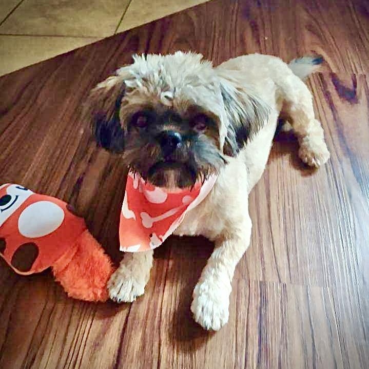 Enlarge Coco, a Adoptable Shih Tzu in Myrtle Beach, SC image 2/6